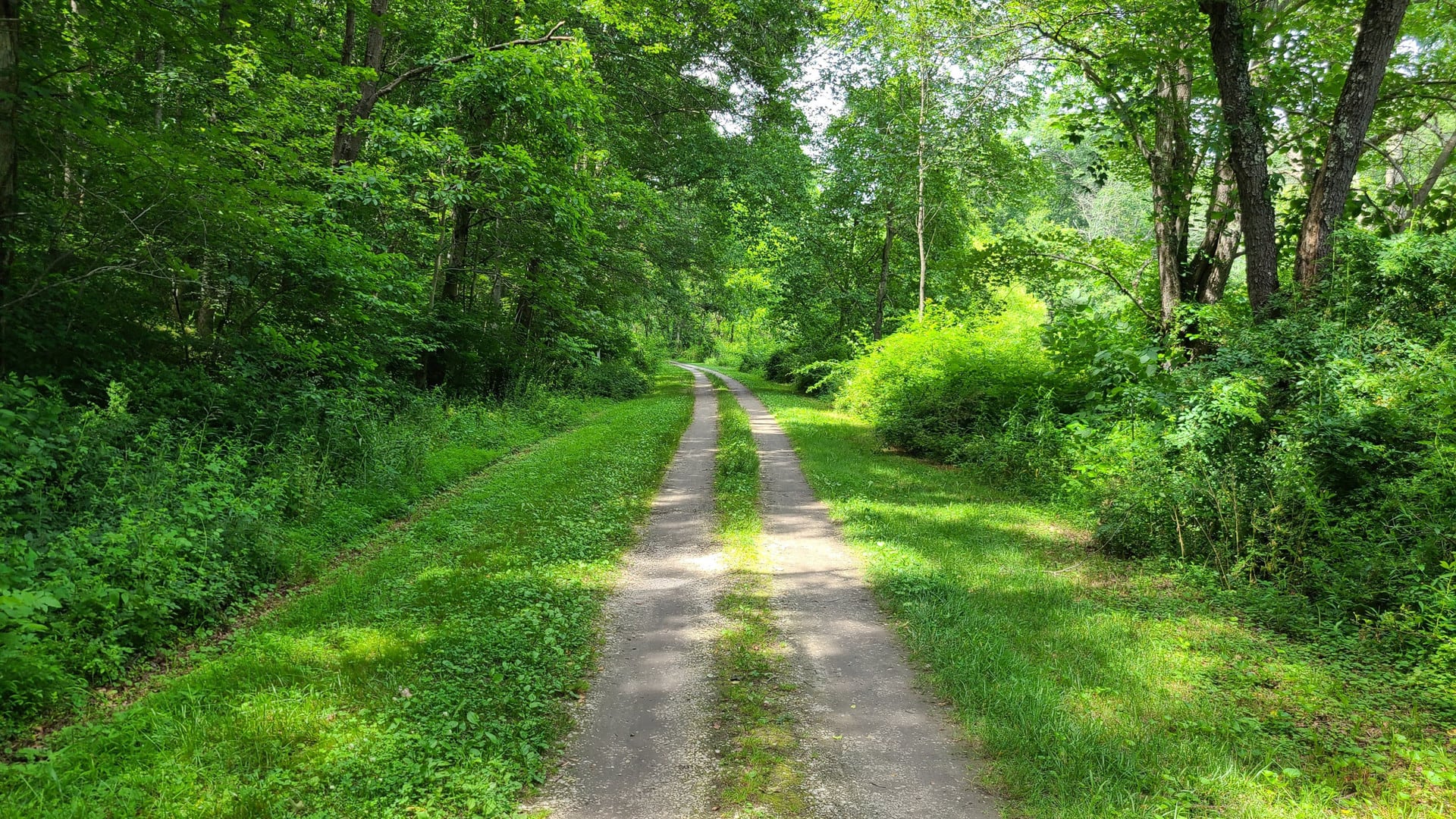 A two-lane trail, similar to one left by an off-road vehicle, runs through the woods. The trail bends to the left in the distance.