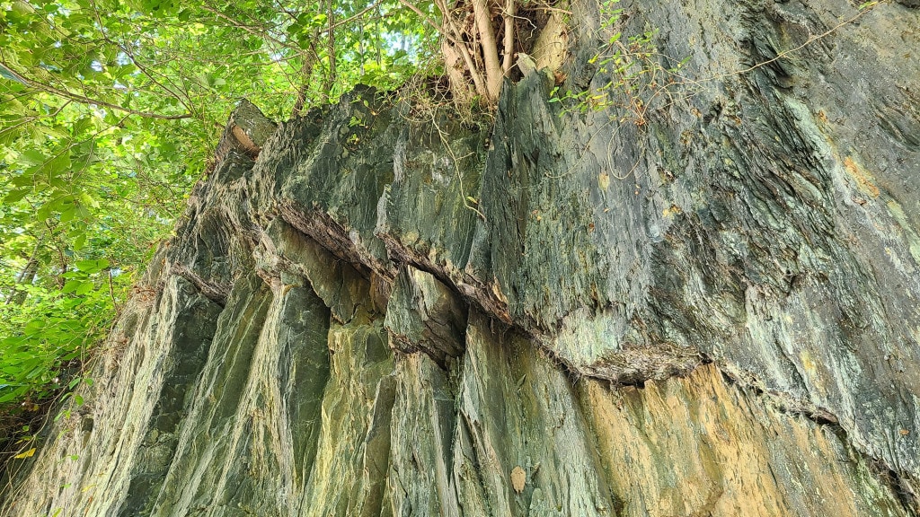 A tree grows on top of a vertical rocky cliff. The rock sticks out in stacked rows.