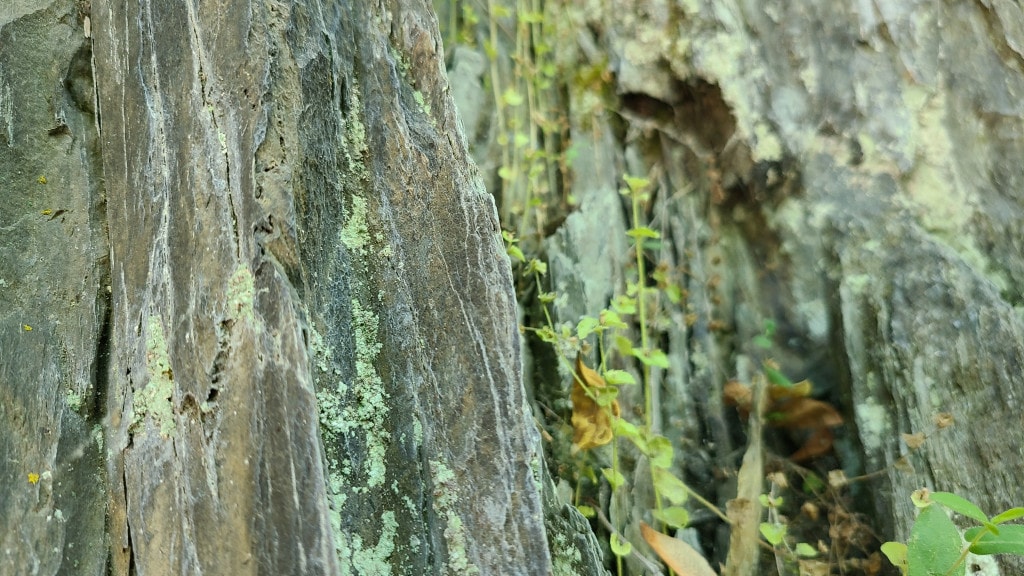 A small plant grows along a vertical rocky cliff